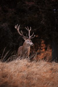 hert - blog seintjes boom afscheidszorg